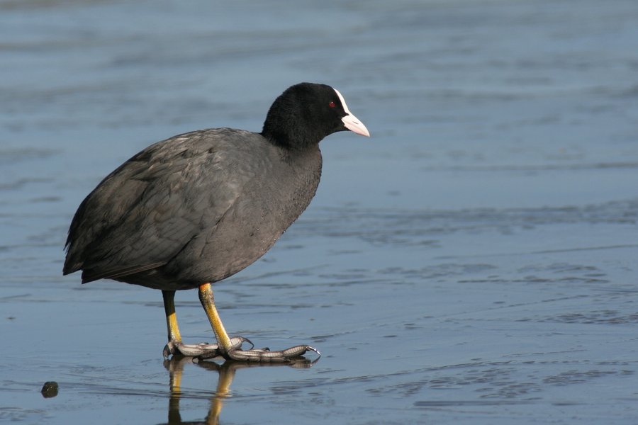 Blässhuhn