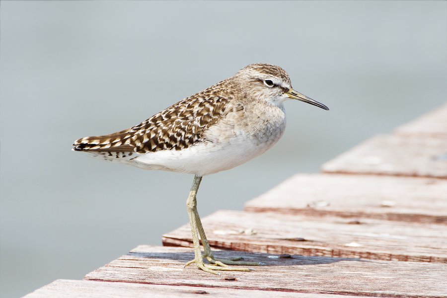 Bruchwasserläufer
