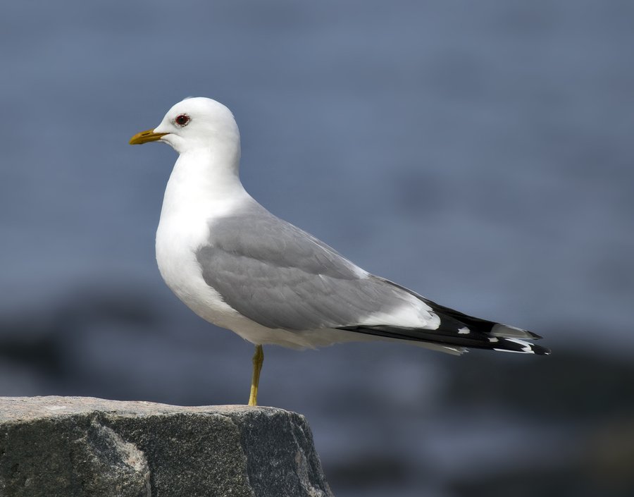Sturmmöwe